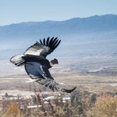 A condor soars above Argentina.