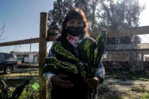 Silvia Vega holds kale harvested from the Good Farm orchard