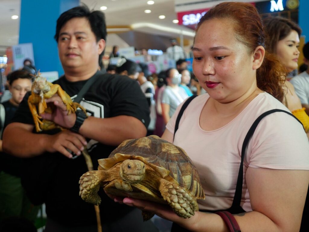 Algunas mascotas poco comunes, como iguanas y tortugas, llamaron mucho la atención.