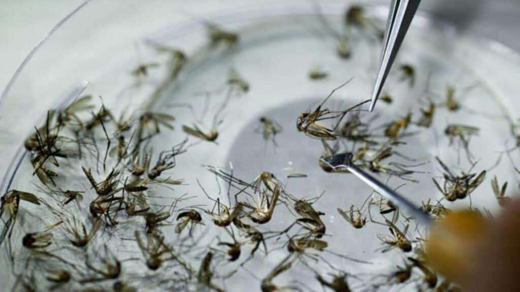 Mosquitoes are the culprits behind the increasing Dengue epidemic in Buenos Aires. | Photo courtesy of Franco Capone