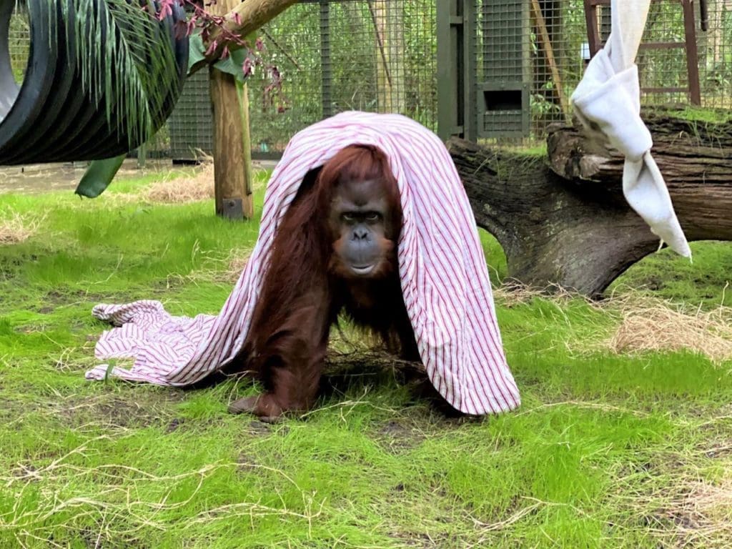 After not interacting with another orangutan for over a decade, Sandra moves from an antiquated zoo and isolation to a sanctuary in Florida