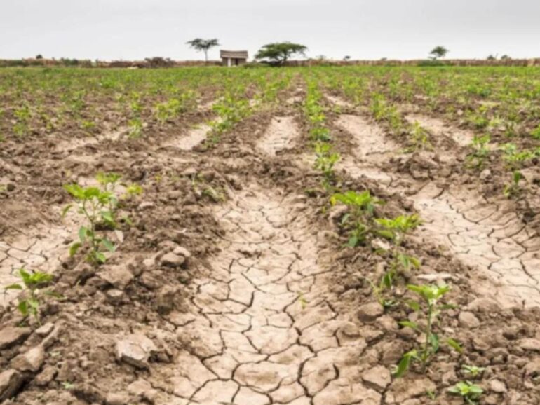 Severe drought in Argentina ravages farmers and economy, threatens livelihoods