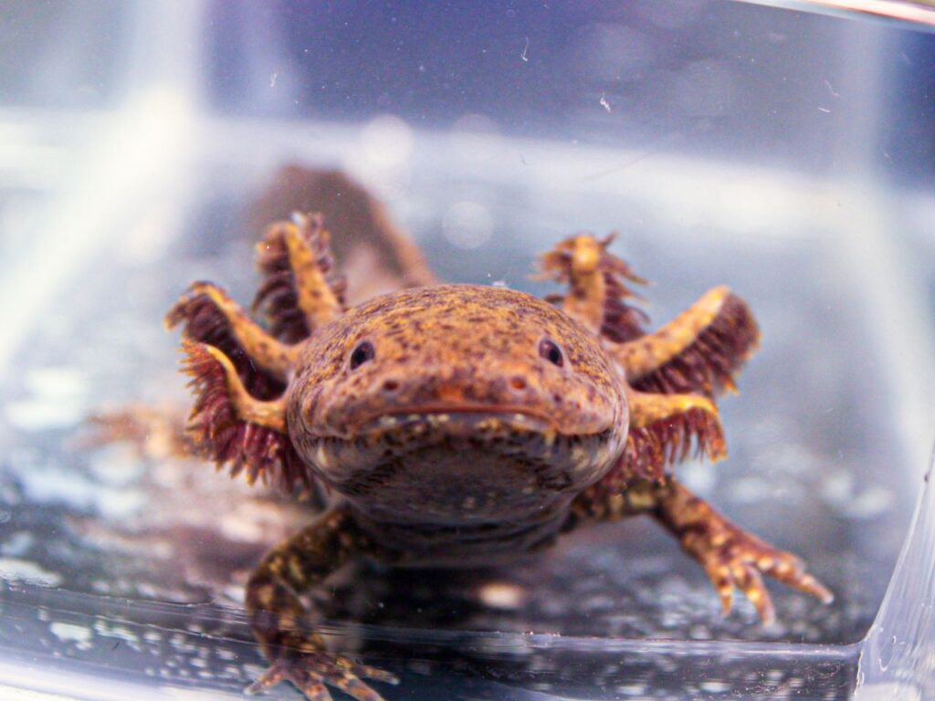 Dr. Luis Zambrano, director of the Ecological Restoration Laboratory at the National Autonomous University of Mexico, says that to rescue the axolotl, we must rescue its habitat. | Photo courtesy of Luis Zambrano