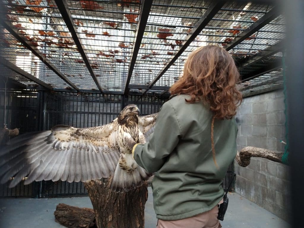 The rescued crowned eagle underwent an operation to repair her broken jaw – the first of its kind on this species in Argentina. It proved a very important veterinary achievement.