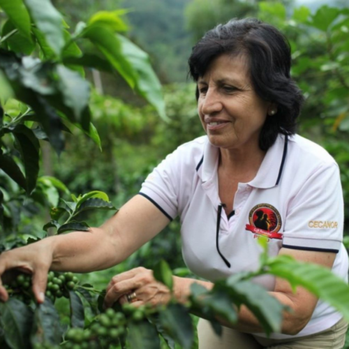 Isabel Uriarte picking coffee fruit | Photo courtesy of Café Femenino.