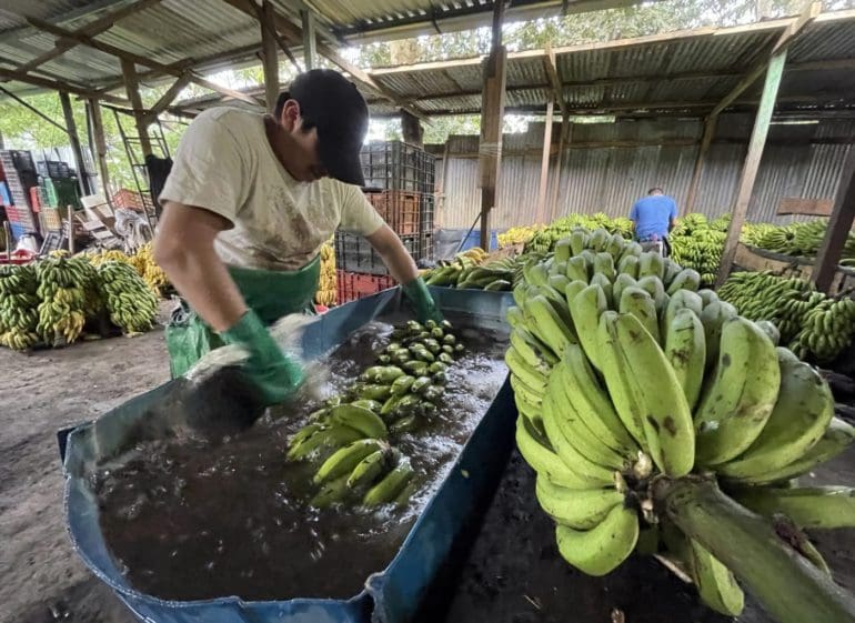 Una adiestradora de serpientes rescata y libera 75.000 serpientes en la India