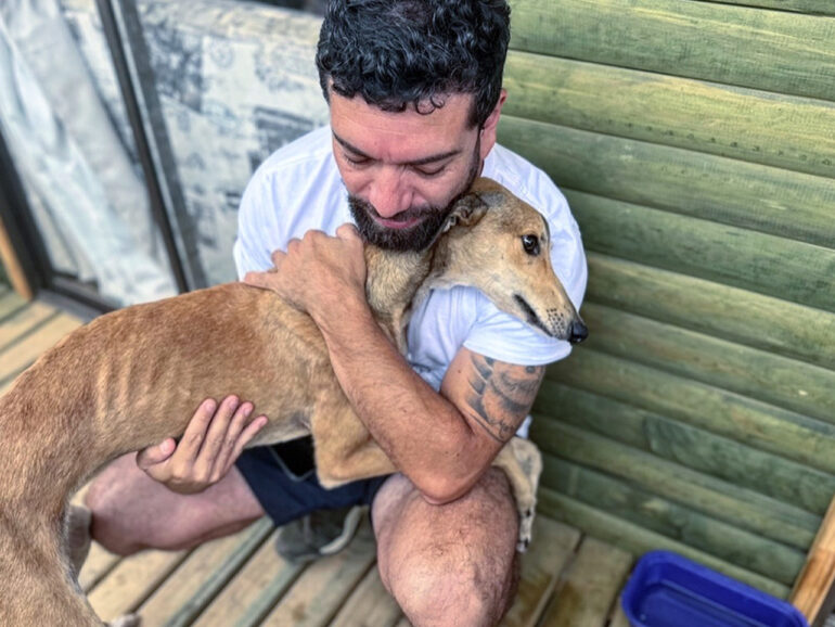 Un vistazo al mundo de las carreras de galgos, plagado de delitos: el maltrato campa a sus anchas