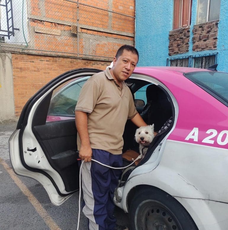 Un taxista rescata perros callejeros de las calles de Ciudad de México