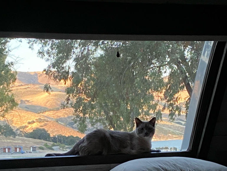Lost cat reunites with owners after two months and a thousand miles thanks to microchip company alert