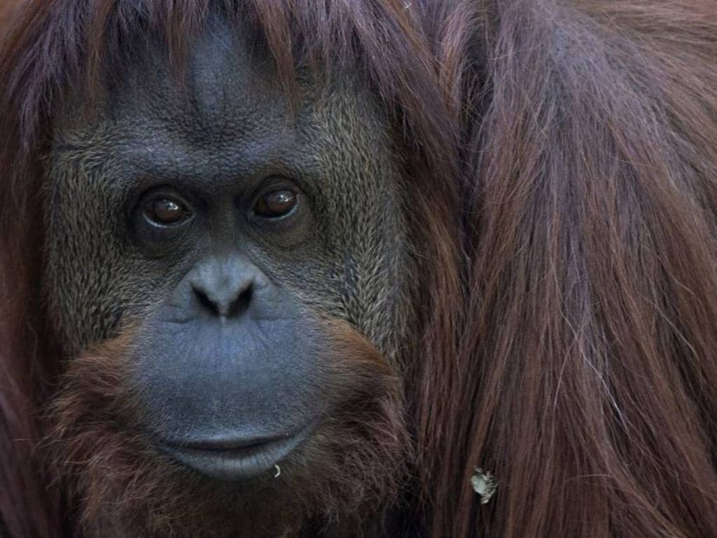 After not interacting with another orangutan for over a decade, Sandra moves from an antiquated zoo and isolation to a sanctuary in Florida