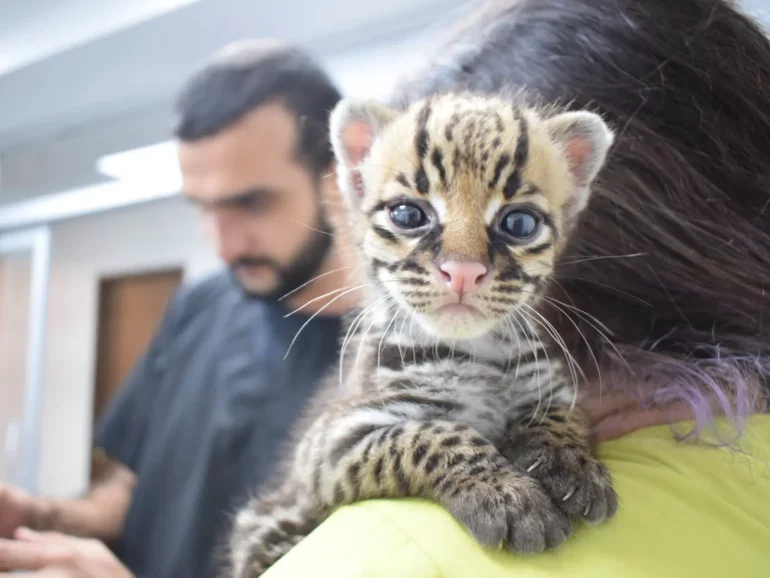Veterinarian fights to give Ecuadorian wildlife a second chance through the Sacha Project