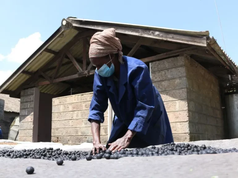 Seedballs tiene como objetivo frenar la deforestación en Kenia