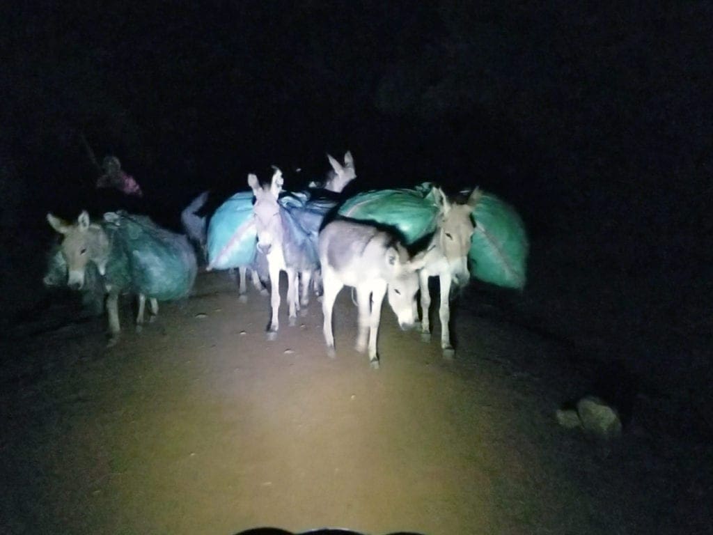 Donkeys transporting charcoal from the forest at night
