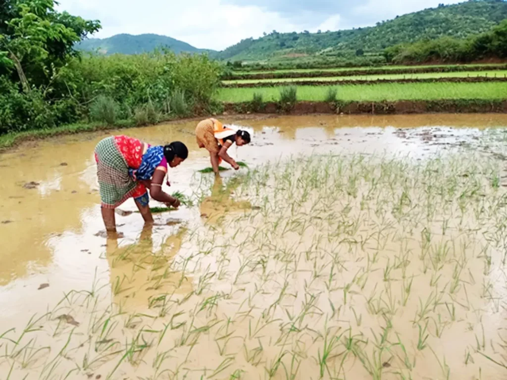 Tribal farmers in the Koraput region in India cultivate traditional rice types
