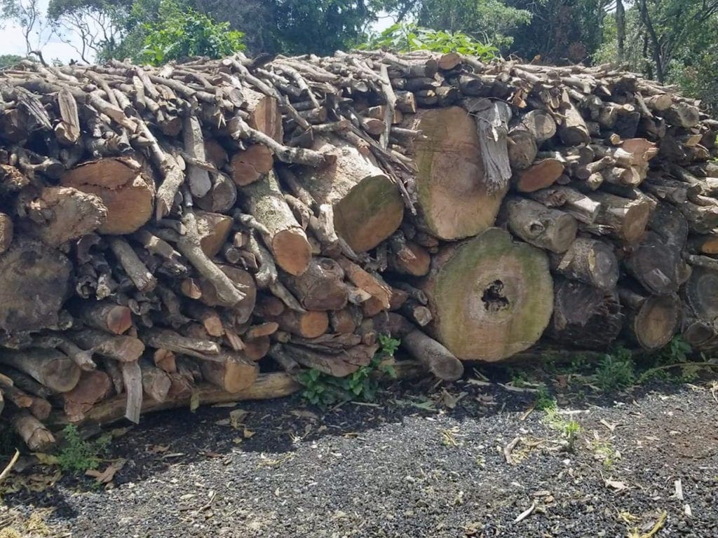 A heap of tree trunks being arranged to erect a furnace for charcoal burning
