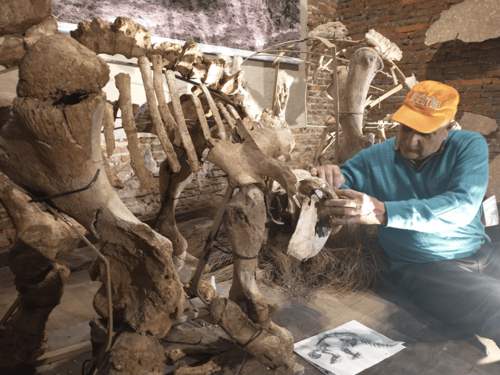 The San Pedro museum team prepares the Glyptodon specimen for display. | Photo courtesy José Luis Aguilar