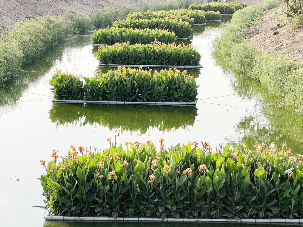 Mediante métodos naturales con plantas acuáticas, la Fundación Malligavad limpia el agua de lagos contaminados de la India. | Foto cortesía de Anand Malligavad 