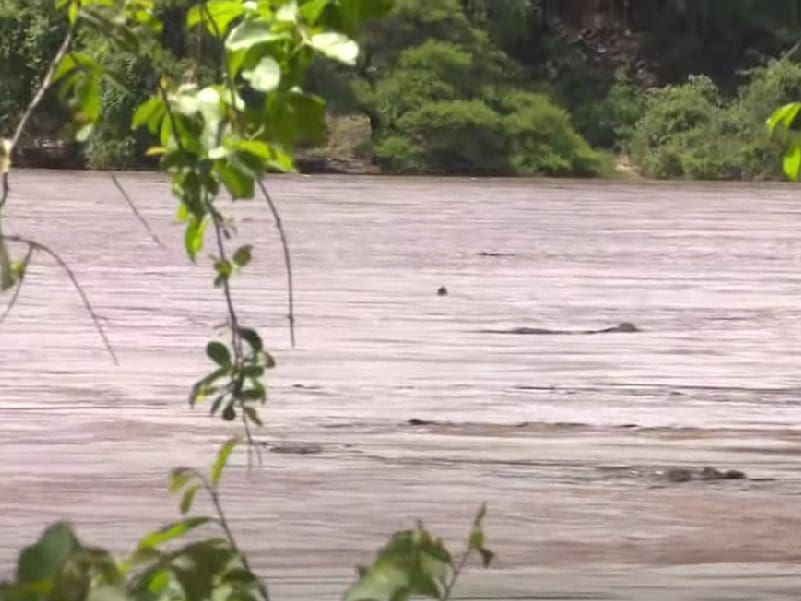 Tens of thousands have been arrested illegally crossing the Limpopo River since Zimbabwe closed its borders in January 2020
