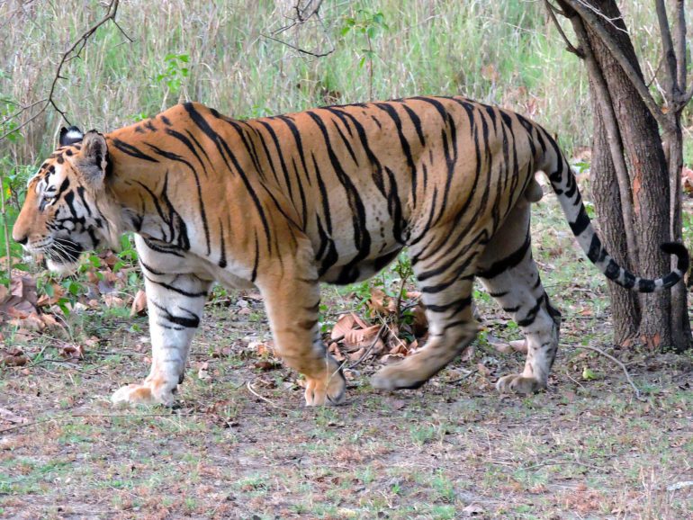 Fisherman escapes the clamping jaws of a Royal Bengal tiger