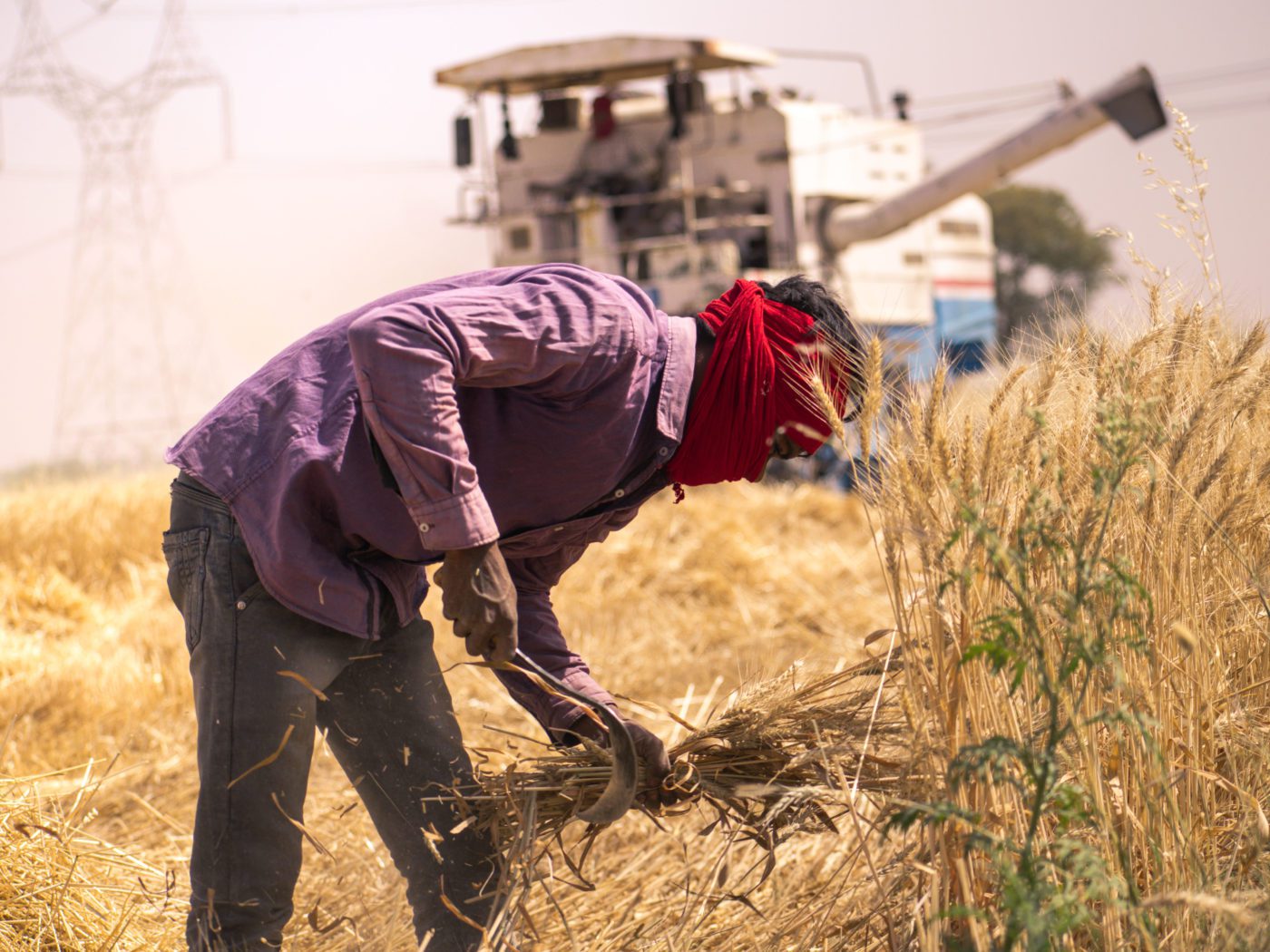 Экспорт сельскохозяйственной продукции индии. Когда убирают пшеницу.