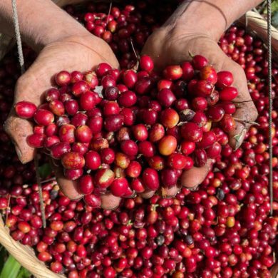 The coffee cutters work hard while shelling each branch of the coffee while they laugh, talk, joke, and eat; while their baskets gradually fill with the bright red grains bathed in honey from the trees