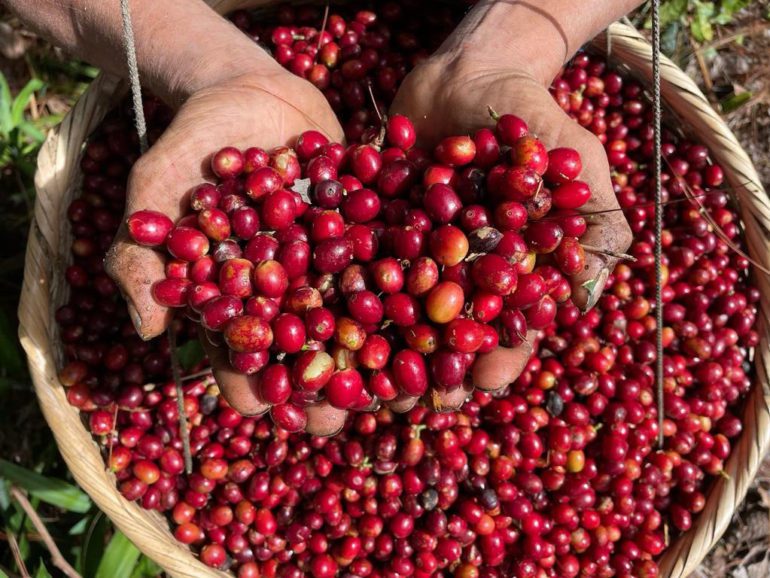 The coffee harvest season starts in October near the volcanoes of El Salvador