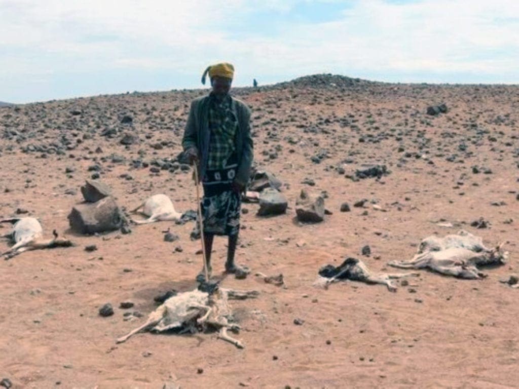 La sequía golpea duramente las áreas ASAL de Kenia.