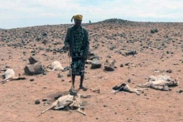 Drought striking hard Kenya's ASAL areas.
