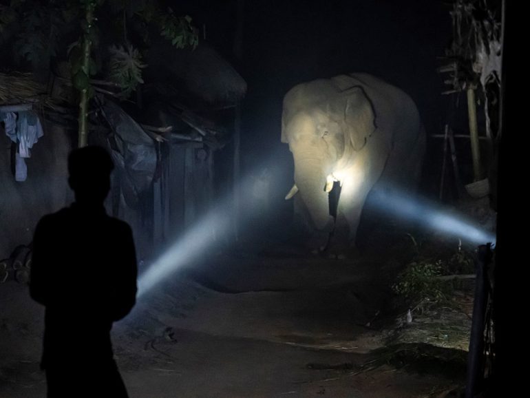 El pueblo de la India donde asaltan los elefantes