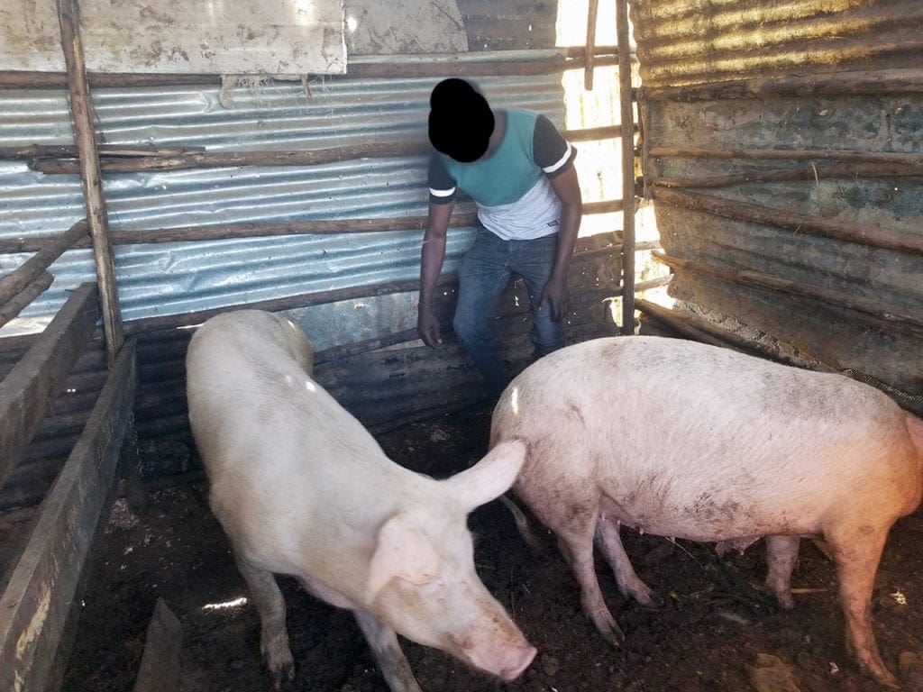 Anthony checking on the group's pigs.