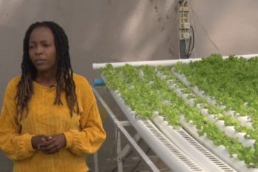 Tinodaishe Mukarati in her greenhouse at her hydroponic farm in Zimbabwe
