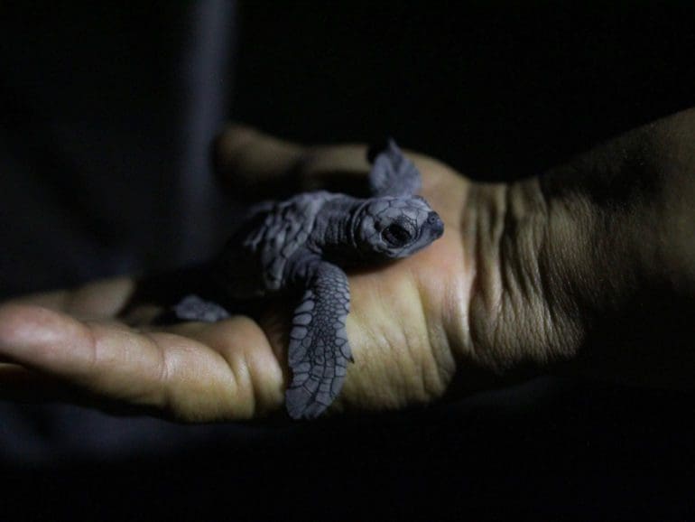 Un fotógrafo capta la liberación de crías de tortuga marina bajo el cielo nocturno de El Salvador