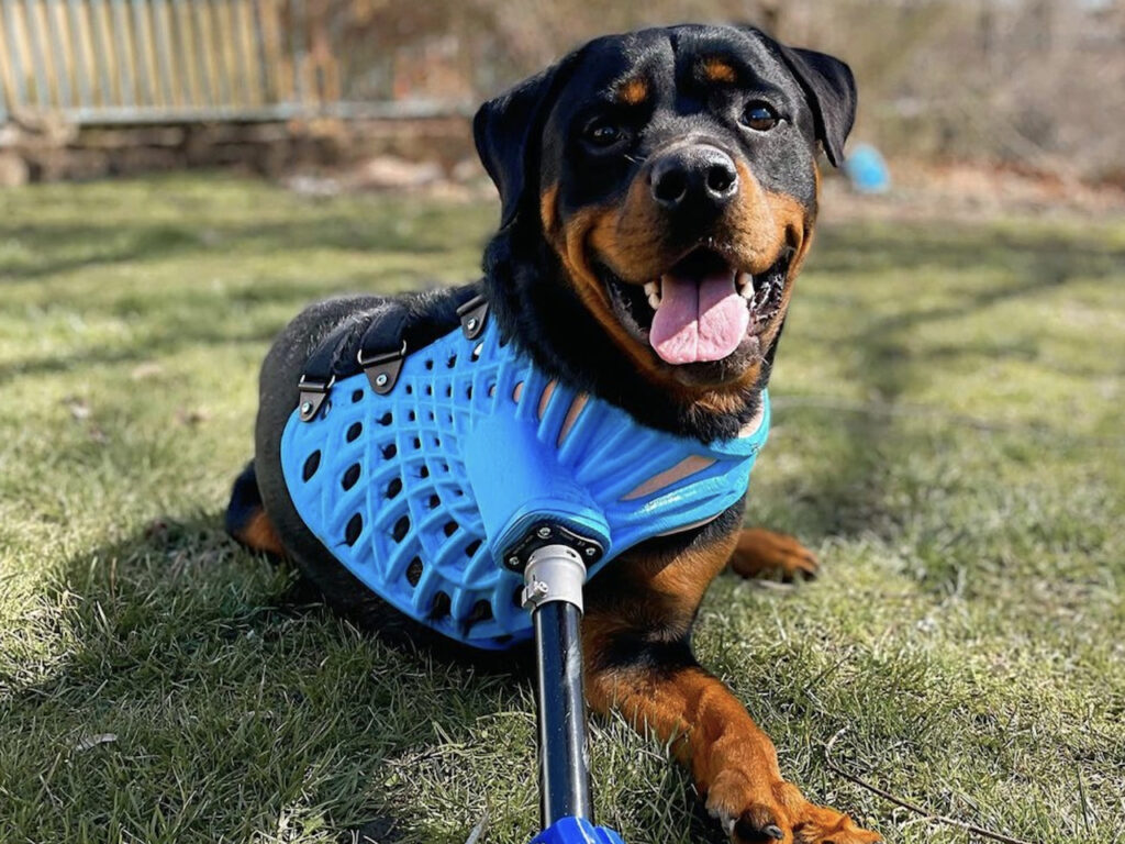 3D Pets in New Jersey works hard to ensure animals with limited mobility have a full life. With its innovative 3D printing system, the company offers prostheses for dogs and many other animals.
