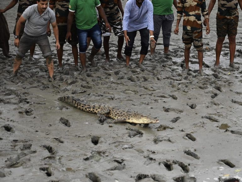 In celebration of World Crocodile Day, experts release saltwater crocodiles into the wild in India