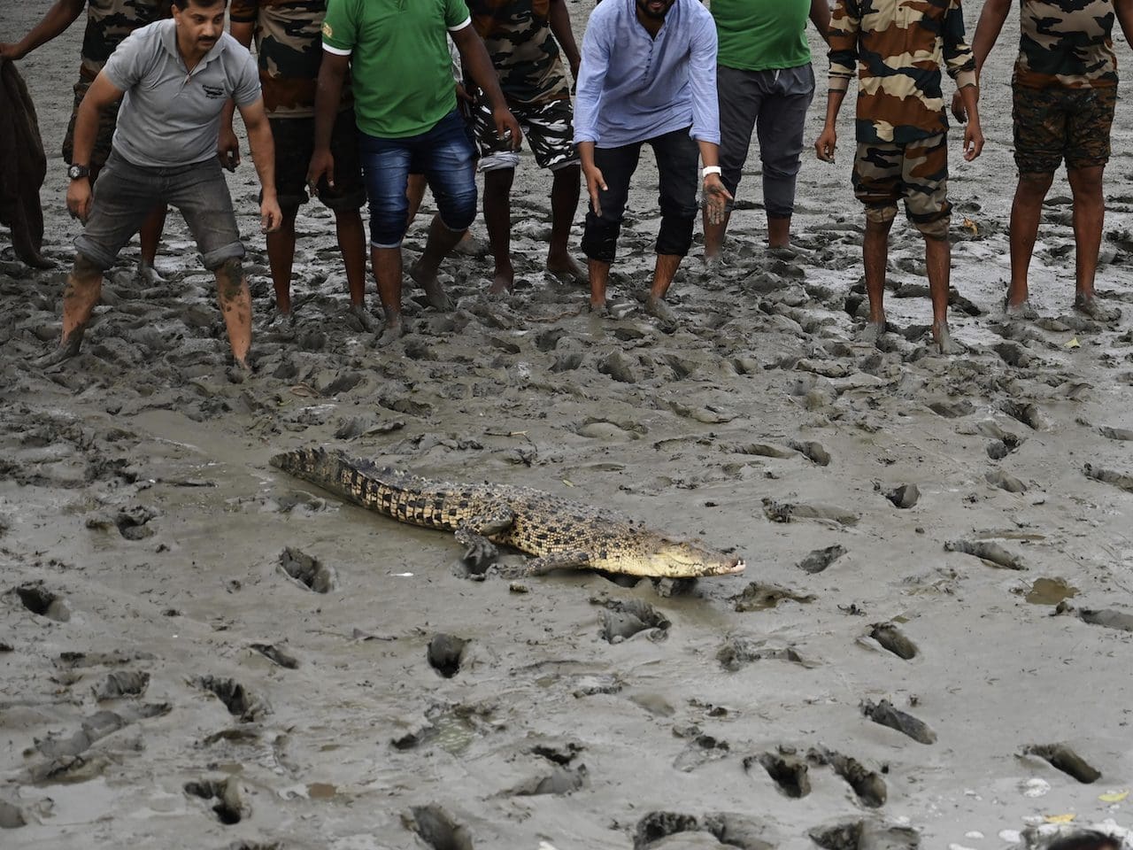 Experts release saltwater crocodiles on World Crocodile image