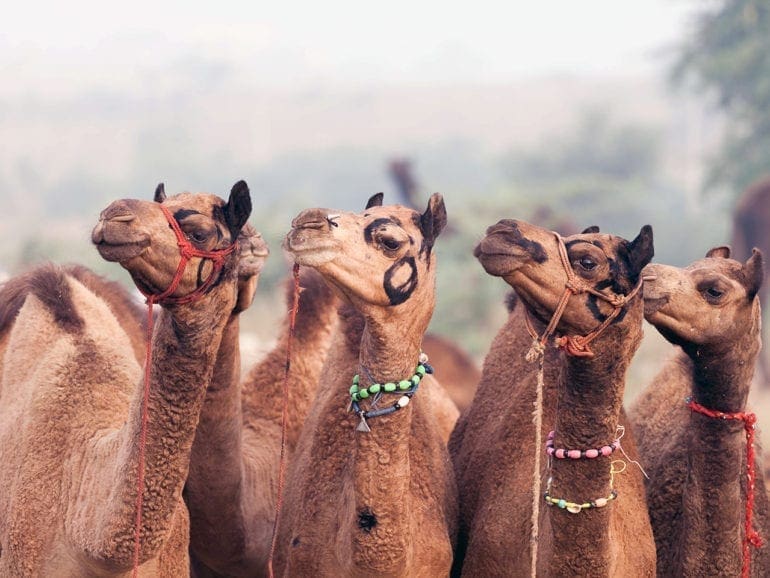 Photo gallery: Camel sale in the desert