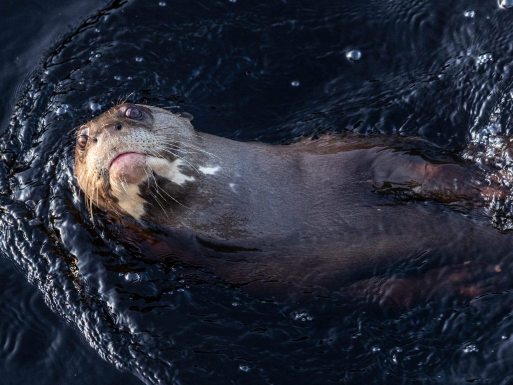 A giant otter, once thought to be extinct in Argentina, emerges from the water