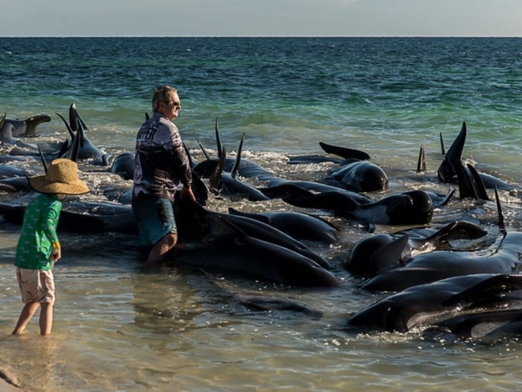 More than 100 long-finned pilot whales beached on the western Australian coast. | Photo courtesy of 