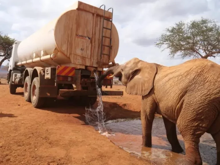 Las sequías están matando a los elefantes. Mueven sus enormes orejas de alegría cuando traigo agua
